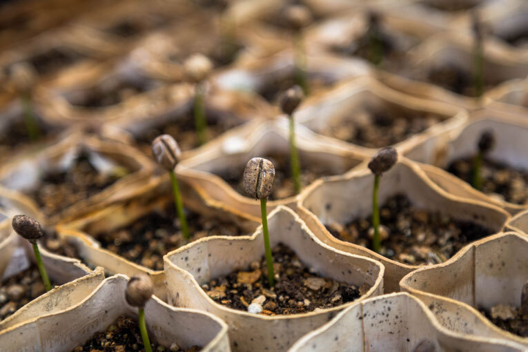 Coffee seedlings in pots image